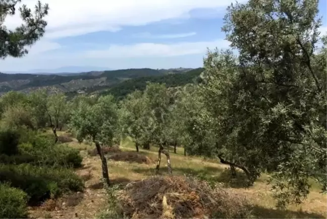 Milas Çiftçi Mallarını Koruma Başkanlığı uyardı
