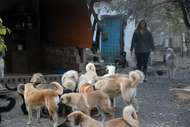 Karı koca, emanet 100'ün üzerinde köpeğe gözü gibi bakıyor