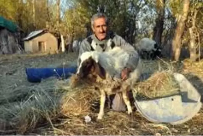 'Sarı Kız'ın sahibi Mehmet Emin Amca artık çok mutlu