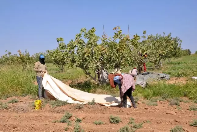 TİGEM'de fıstık hasadı devam ediyor