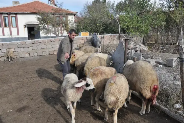 Ağıla giren kurtlar 13 koyunu telef etti