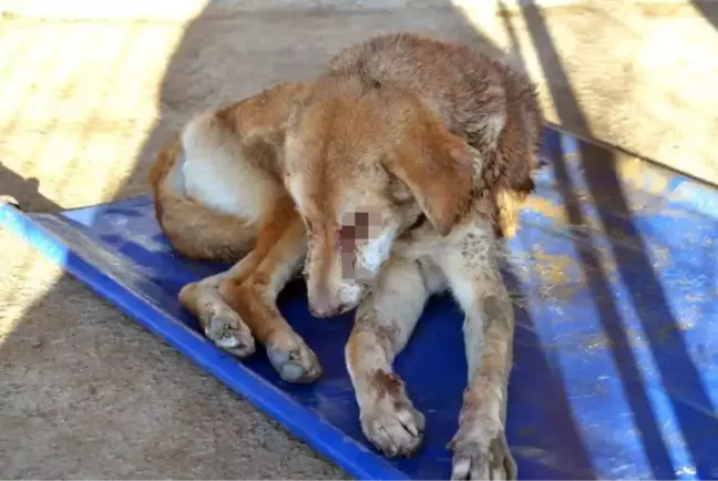 Yürek yakan manzara! Sokak köpeğinin gözlerini dağlayıp işkence ettiler