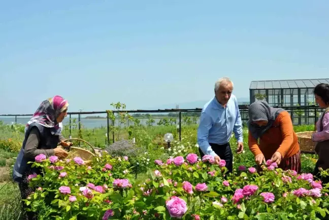 Altınova Belediyesi Tıbbi Aromatik Bitkiler Bahçesi'nde hasat zamanı