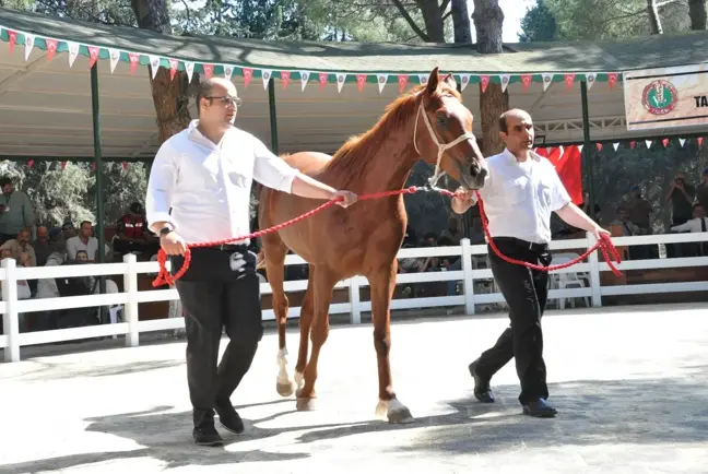 TİGEM 49 tayın satışından toplam 8 milyon 466 bin lira gelir elde etti