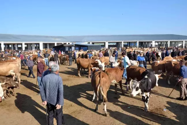 Kars'ta kurbanlıklar satışa çıktı