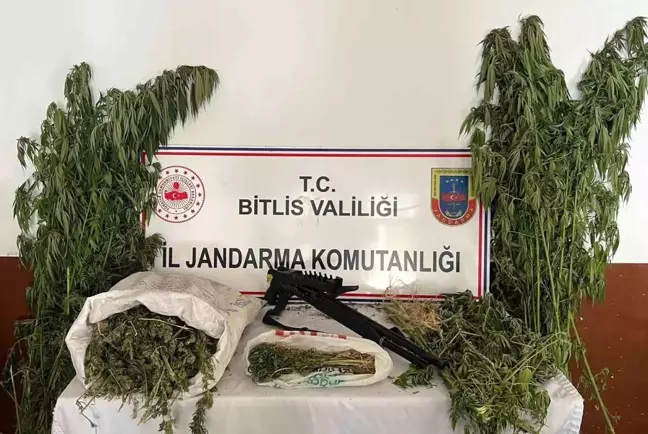 Bitlis'te Jandarma Operasyonu: 2 Kilo Esrar ve 164 Kök Kenevir Ele Geçirildi