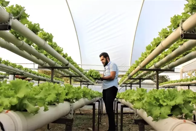 Topraksız marul üretimine başladı, hasat zamanını 60 gün kısalttı