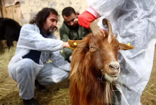 Veteriner hekimler, yaralı hayvanlar için seferber oldu