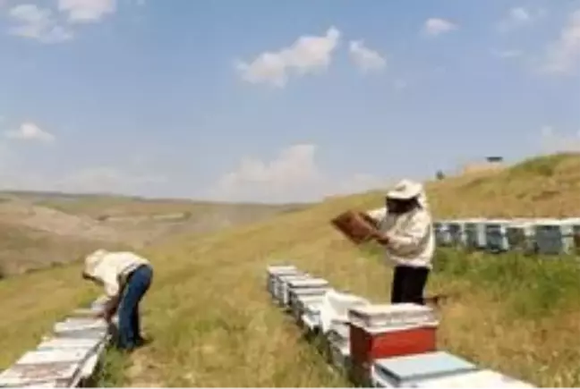 Kilosu 5 bin lirayı bulunca arıcılar propolis üretimine yöneldi