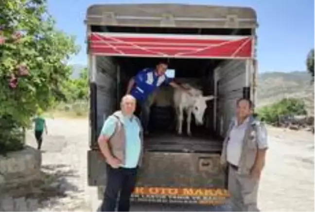 Ayaklarından yaralanan katır ve eşek, 'emekli hayvanlar çiftliğine' gönderildi