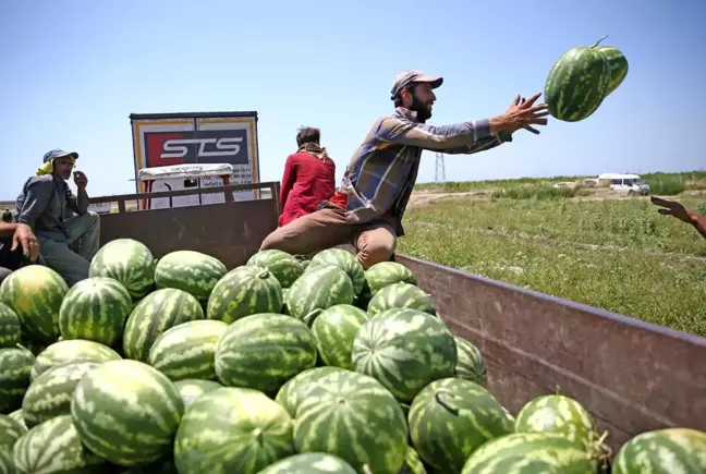 Adana karpuzunun kilogram fiyatı tarlada 1 liraya düştü