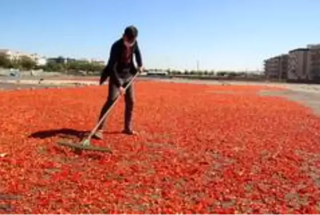 Şanlıurfa isotunun acı telaşı başladı