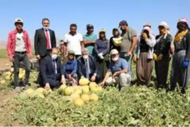 Vali hasat yapan çiftçileri ziyaret etti