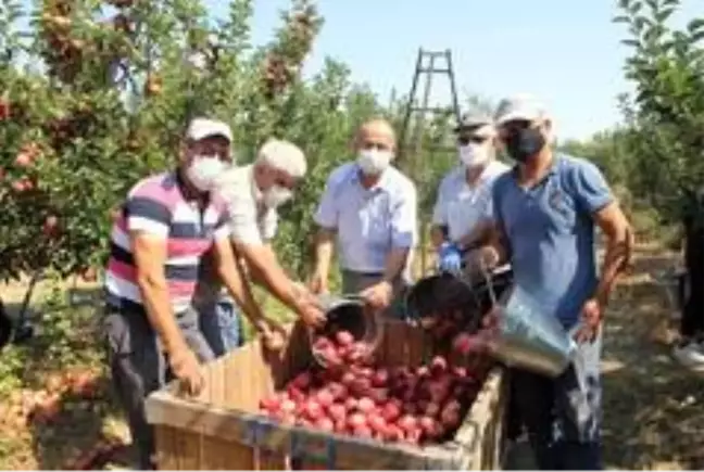 Isparta'da elma hasadı başladı