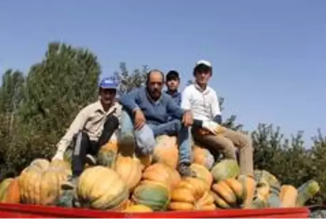 Rekoltesi bin tonun üzerine çıkan Isparta'nın bal kabağına pazar arıyor