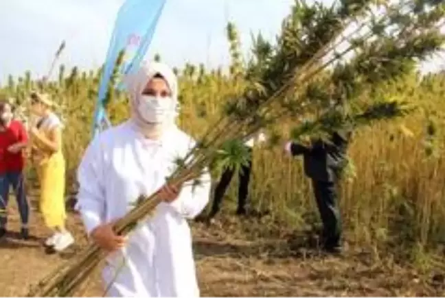 Yerli ve milli kenevir çeşit adayı 'Narlı'da ilk hasat alındı