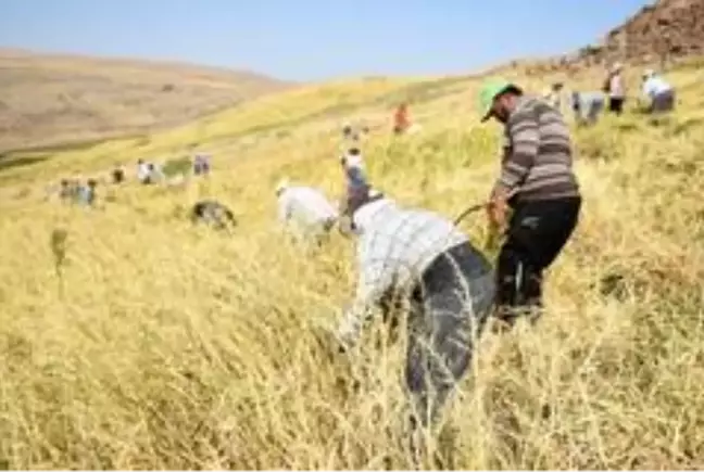 Son dakika haber | Siverek'te çeltik hasadına başlandı