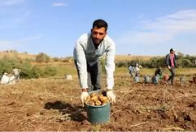 Patatesin tarlada 75 kuruşa düşmesi üreticiyi üzdü