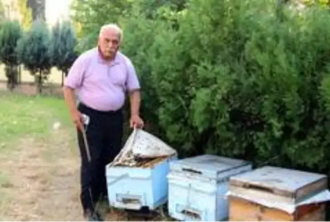 Hatay'daki yangında binden fazla arı kovanı yandı