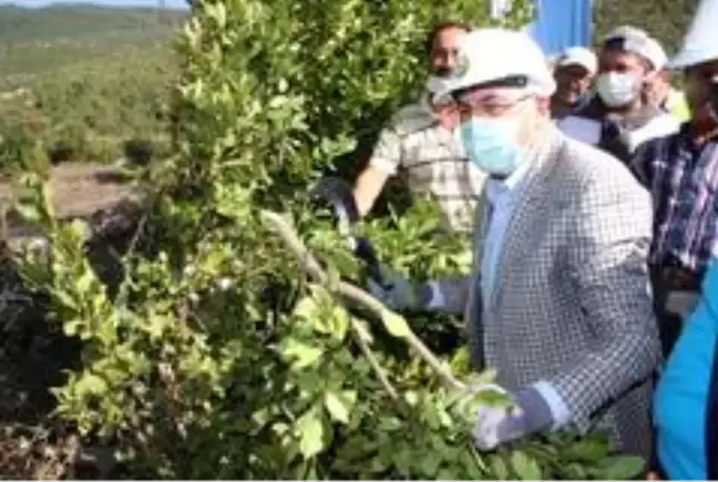 Tohumundan ve yaprağından elde edilen baharat ve aromatik yağ gıda, kozmetik ve ilaç sanayiinde kullanılıyor