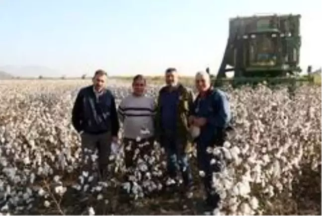 Söke Ovası'nda pamuk hasadında sona yaklaşıldı
