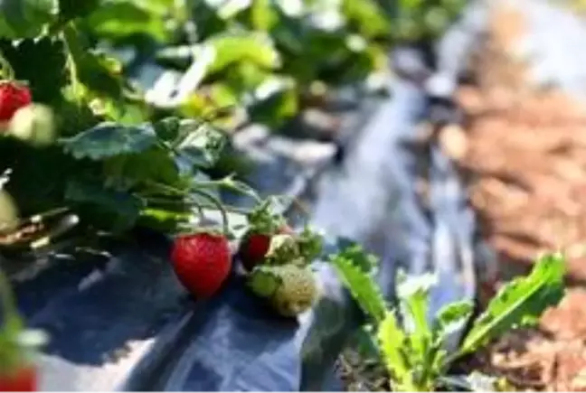 Isparta tarımının çilek yetiştiriciliği hedefi