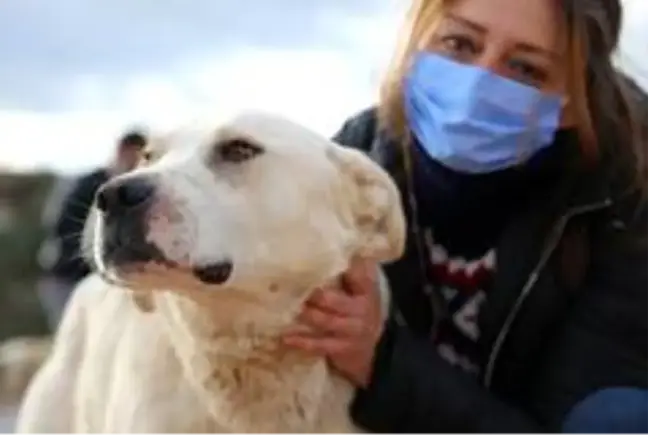 Terk edilen köpekler aç kalmasın diye gece gündüz mücadele ediyorlar