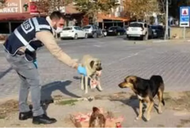 Polis ekipleri sokak hayvanlarını unutmadı