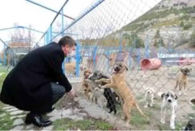 Burdur'da sokak köpeğinin katledildiği iddiasına yalanlama