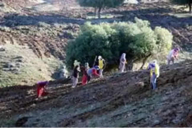 Kilis'te Aroma Vadisi oluşturuldu