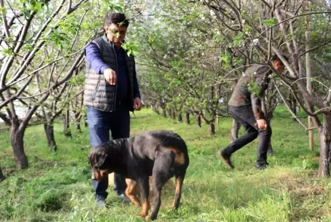 Fiyatı altınla yarışan erik, hırsızların hedefi oldu