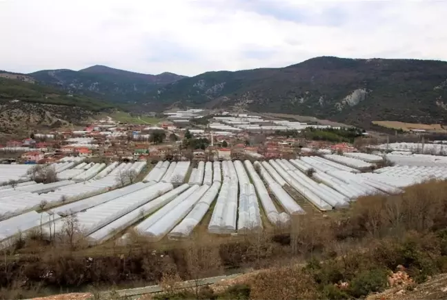 Karadeniz'in sebze üssü Amasya'da domates fideleri toprakla buluştu