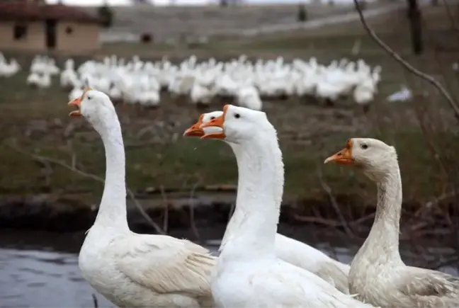 Mühendisliği bırakıp kaz çiftliği kurdu