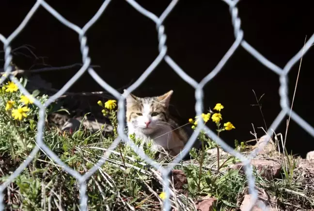 Tel örgülerde mahsur kalan kedi kurtarıldı