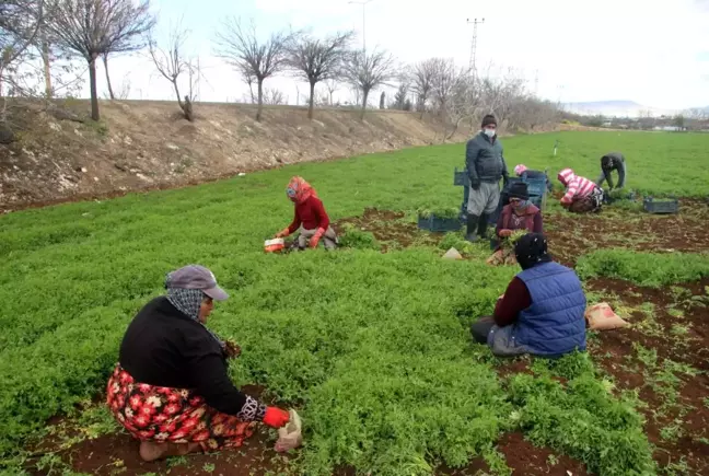 Güneydoğu'nun sebzesi Suriye sınırından