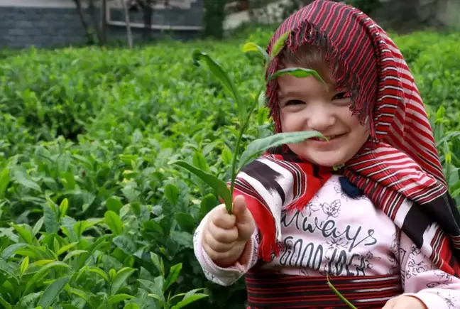 Çay üreticisi bu yıl yaş çay taban fiyatının 5 TL olmasını istiyor