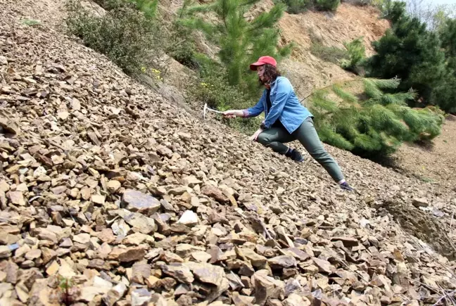 400 milyon yıllık fosiller heyecan uyandırıyor