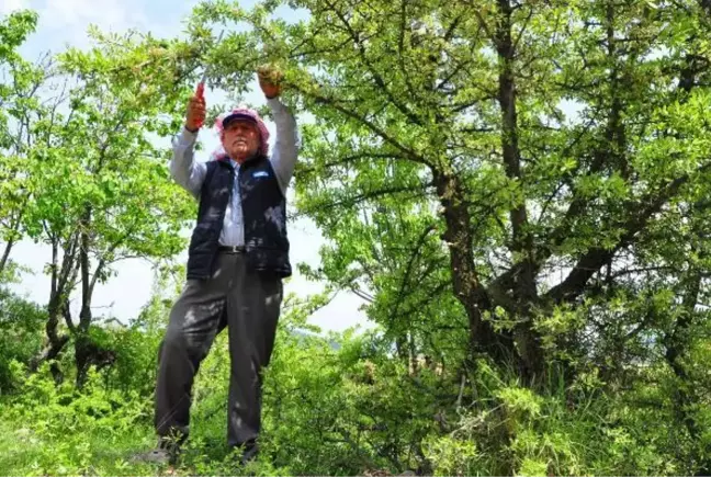 KUŞLAR AÇ KALMASIN, DİYE DAĞ TEPE DOLAŞIP AĞAÇLARI AŞILIYOR