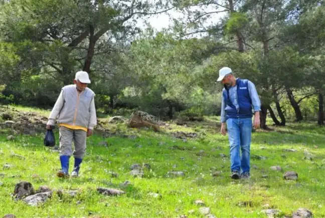 Doğada kendiliğinden yetişen kuzugöbeği mantarının kilosu 200 liradan satılıyor