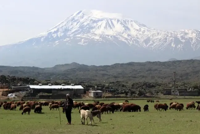 Iğdırlı besiciler Ağrı Dağı'nın yolunu tuttu