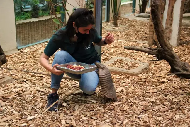 Kapanmayı fırsat bilip park içerisinde özgürce dolaşıyorlar