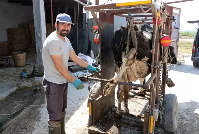 Büyükbaş hayvanlara önce pedikür sonra oje