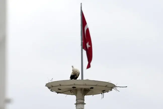 Leylek Oteli sakinleri kuluçka süresi için gün sayıyor