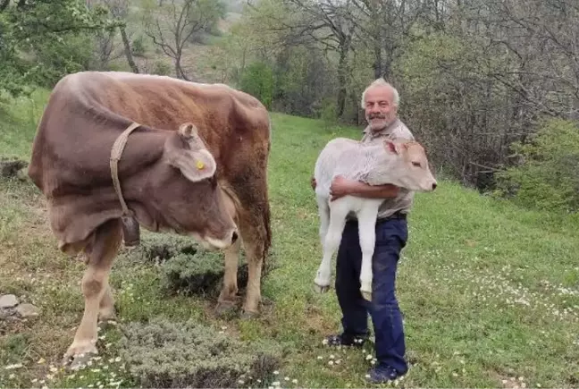 Böylesi ancak filmlerde olur! 1 inek kaybetti, üç gün sonra 2 tane buldu