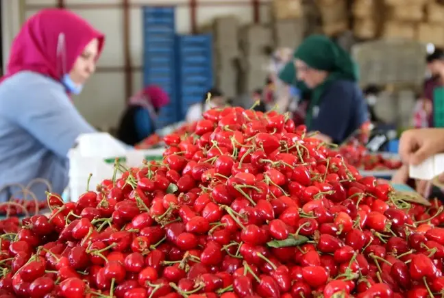 Kirazda rekolte düştü, fiyatlar arttı