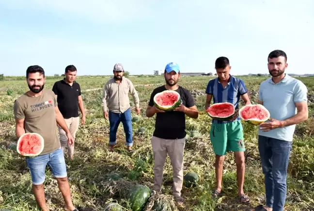 Üreticilerin ham karpuz tepkisi: Tarlada kalan karpuzları kırdılar