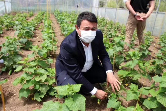 Vartolu kadınlar salatalık üreterek aile bütçelerine katkıda bulunuyor