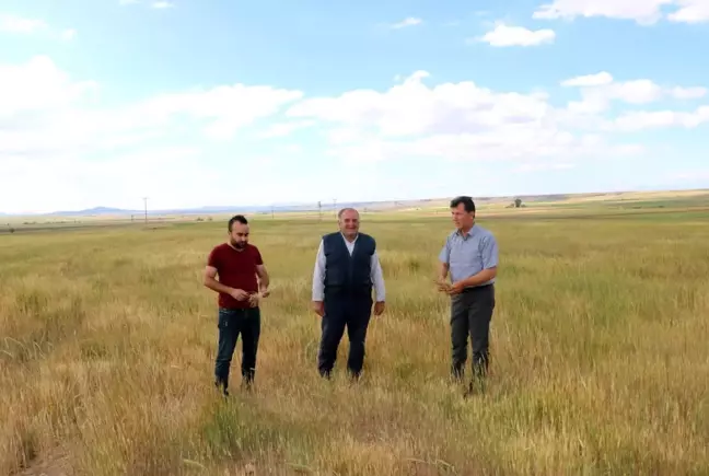 Niğde'de buğday ve arpa üreticisini kuraklık vurdu