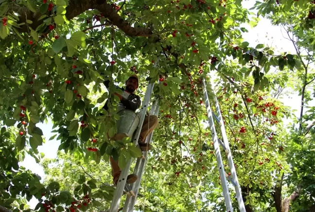 Ege'de kiraz hasadı devam ediyor