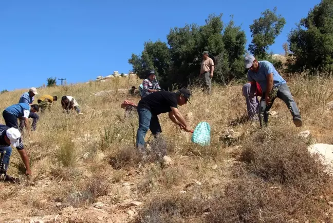 Kilis'te Kekik hasadı başladı